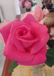 Fragrant Delight Rose