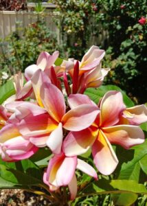 Frangipani