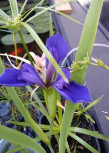 Water-Iris